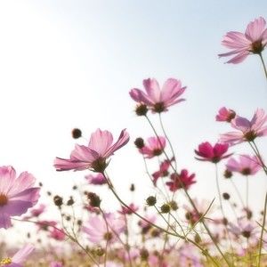 Meet your Posher, Nina